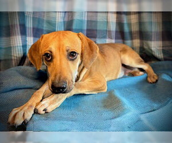 Medium Photo #3 Cheagle Puppy For Sale in Pleasanton, TX, USA