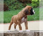 Small #2 Boxer