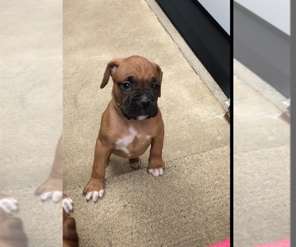 Medium Photo #4 Boxer Puppy For Sale in APPLE CREEK, OH, USA