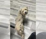 Small Mutt