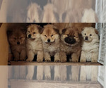 Small Chow Chow