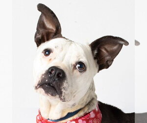 Mutt Dogs for adoption in Jefferson, WI, USA