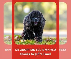 Cocker Spaniel Dogs for adoption in Dedham, MA, USA