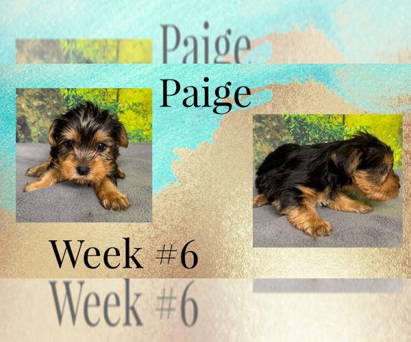 Full screen Photo #3 Yorkshire Terrier Puppy For Sale in AZLE, TX, USA