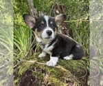 Small #11 Pembroke Welsh Corgi