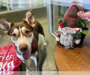 Siberian Husky-Unknown Mix Dogs for adoption in Plano, TX, USA