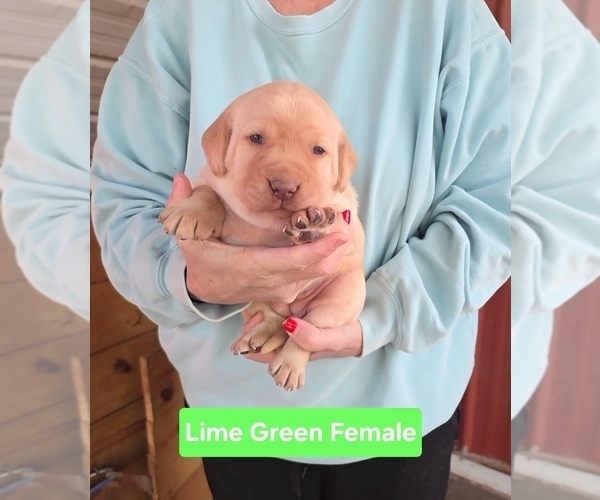 Medium Photo #1 Labrador Retriever Puppy For Sale in NEWNAN, GA, USA