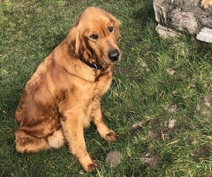 Mother of the Golden Retriever puppies born on 02/22/2023