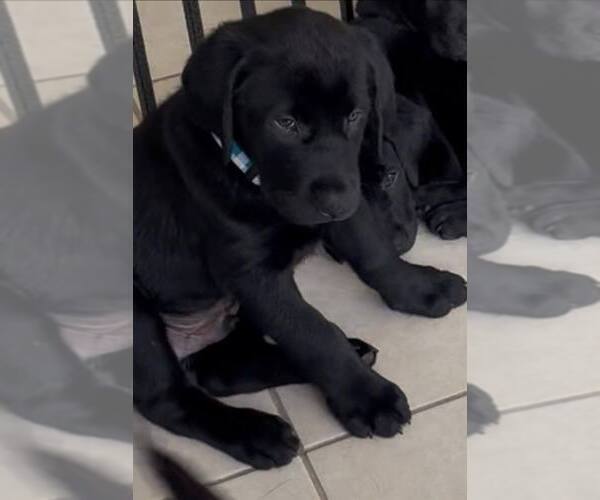 Medium Photo #2 Labrador Retriever Puppy For Sale in TALLASSEE, AL, USA