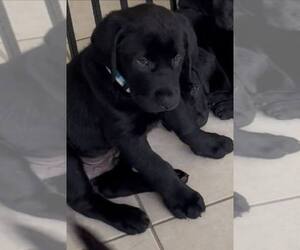 Medium Labrador Retriever