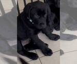 Puppy Bolt Labrador Retriever