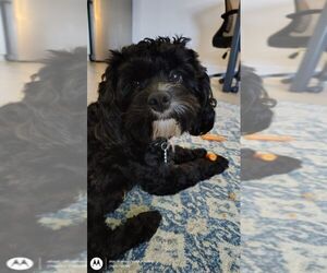 Father of the Cavapoo (Miniature) puppies born on 12/02/2025