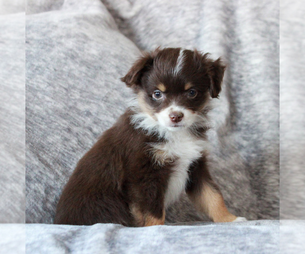Medium Photo #4 Miniature Australian Shepherd Puppy For Sale in NARVON, PA, USA