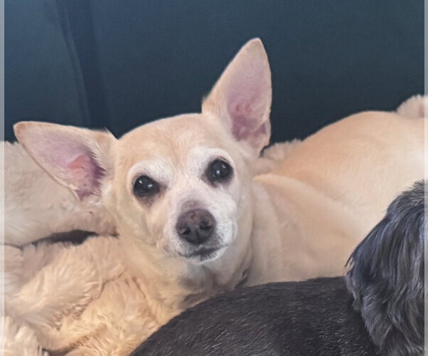 Medium Photo #1 Chihuahua Puppy For Sale in San Diego, CA, USA