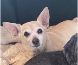 Chihuahua Dogs for adoption in San Diego, CA, USA