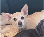 Chico - Male Chihuahua Dog for Adoption - Small photo