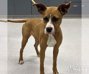 Boxador Dogs for adoption in Washington, DC, USA