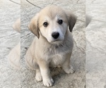 Puppy 2 Great Pyrenees-Newfoundland Mix