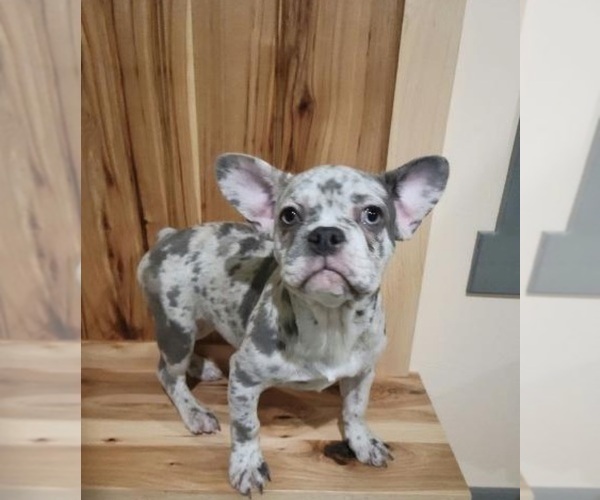 Medium Photo #1 French Bulldog Puppy For Sale in INDIANAPOLIS, IN, USA