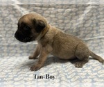 Puppy Tan collar Mastiff