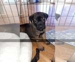Small Photo #10 Belgian Malinois Puppy For Sale in LAS VEGAS, NV, USA