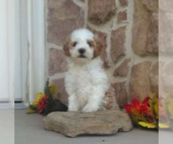 Medium Photo #2 Cavapoo Puppy For Sale in GORDONVILLE, PA, USA