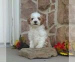 Small #1 Cavapoo