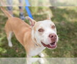 Small #5 American Pit Bull Terrier Mix