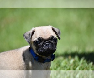 Pug Puppy for sale in PALM COAST, FL, USA