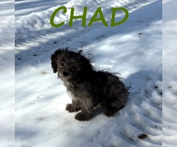 Medium Photo #3 Shih-Poo Puppy For Sale in HARTLAND, MN, USA