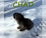 Small Photo #3 Shih-Poo Puppy For Sale in HARTLAND, MN, USA