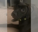 Small #2 Mutt