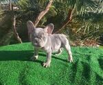 Small Photo #6 French Bulldog Puppy For Sale in N LAS VEGAS, NV, USA