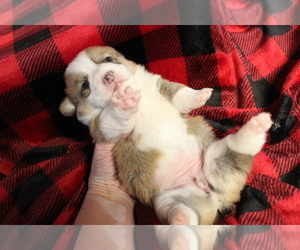 Pembroke Welsh Corgi Puppy for sale in ORONOGO, MO, USA