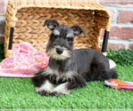 Small #17 Schnauzer (Miniature)