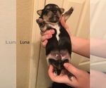 Puppy Luna Shorkie Shih Tzu