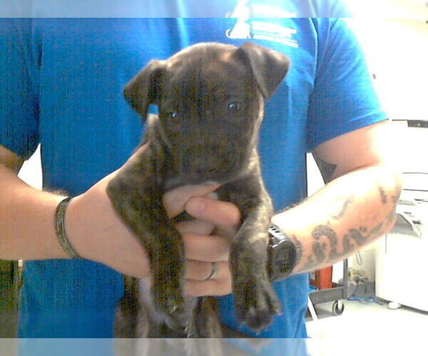 Medium Photo #1 Mutt Puppy For Sale in Fayetteville, NC, USA