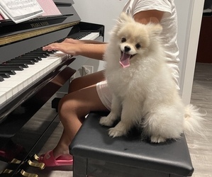 Pomeranian Puppy for sale in LA TUNA CANYON, CA, USA