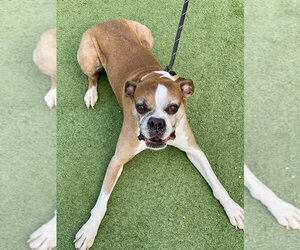 Tillman - Male Boxer Dog for Adoption - Photo #4