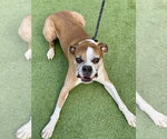 Small Photo #4 Boxer Puppy For Sale in Austin, TX, USA