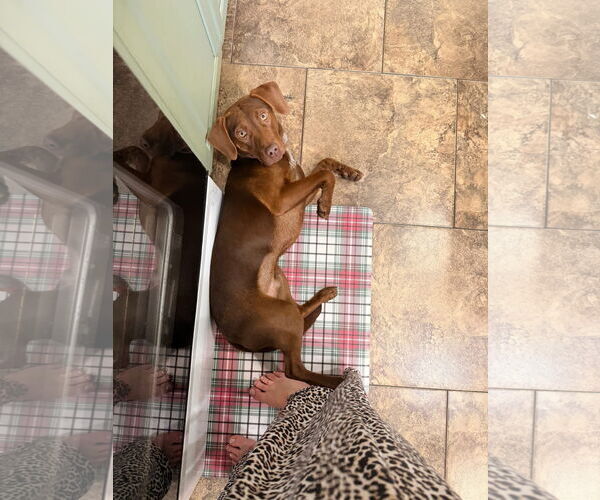 Medium Photo #5 German Shorthaired Lab Puppy For Sale in Wakefield, RI, USA