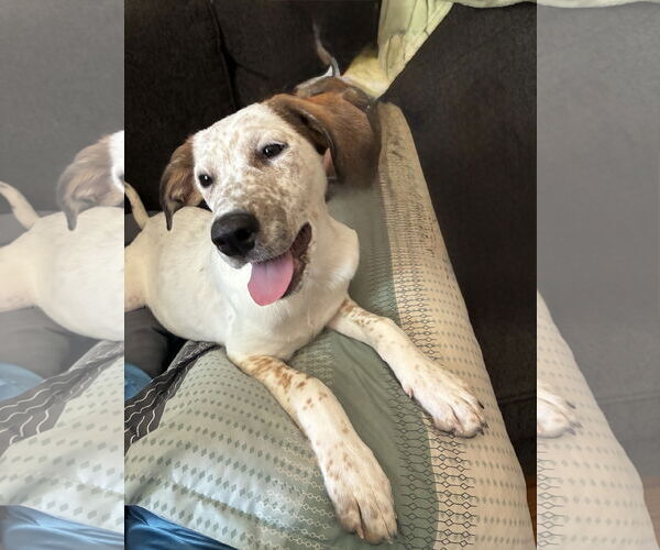 Medium Photo #4 Mutt Puppy For Sale in Parker Ford, PA, USA