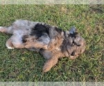 Small #12 Aussiedoodle