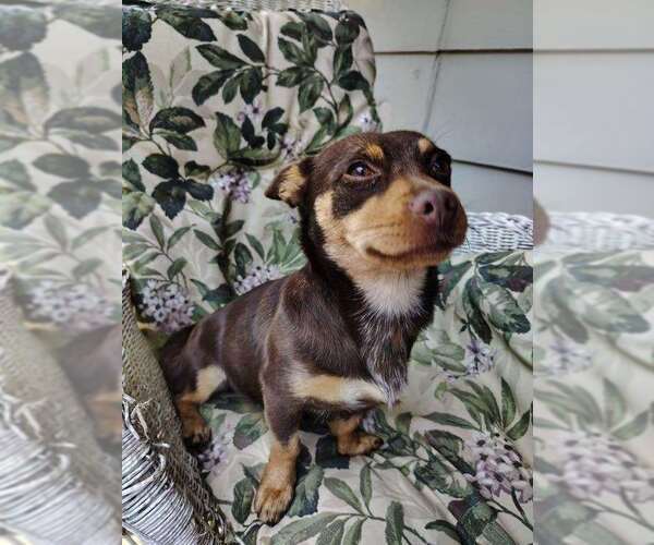 Medium Photo #2 Dachshund-Unknown Mix Puppy For Sale in Boston, MA, USA