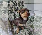Small #1 Dachshund Mix