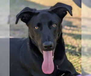 Labrador Retriever-Unknown Mix Dogs for adoption in Canton, CT, USA