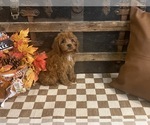 Image preview for Ad Listing. Nickname: Scout