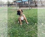 Puppy 0 Boxer
