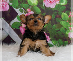 Puppy 1 Yorkshire Terrier