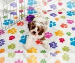 Buck - Male Cavapoo (Miniature)-Poodle (Toy) Mix Puppy for Sale - Photo #2
